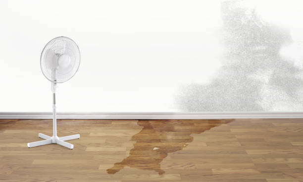 Best Carpet water damage restoration  in Portland, ME